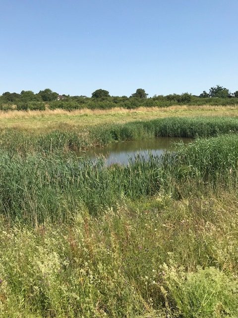 A Typical Attenuation Pond 2