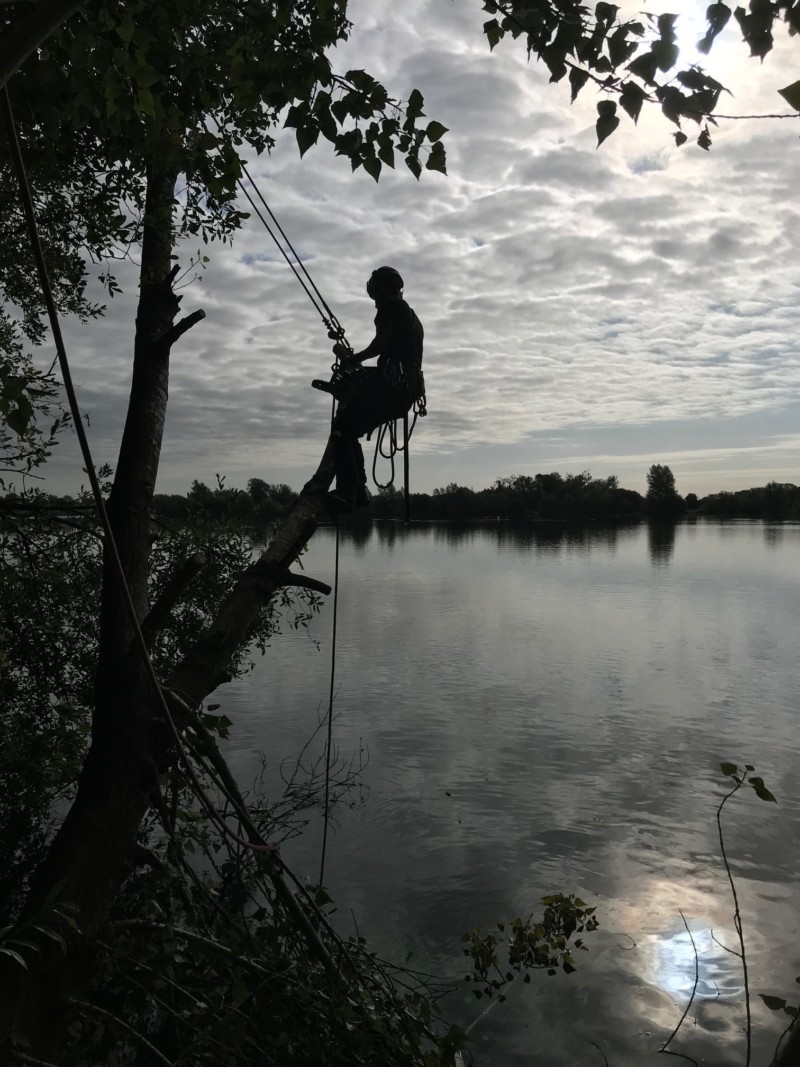 Paul Merry Up Tree