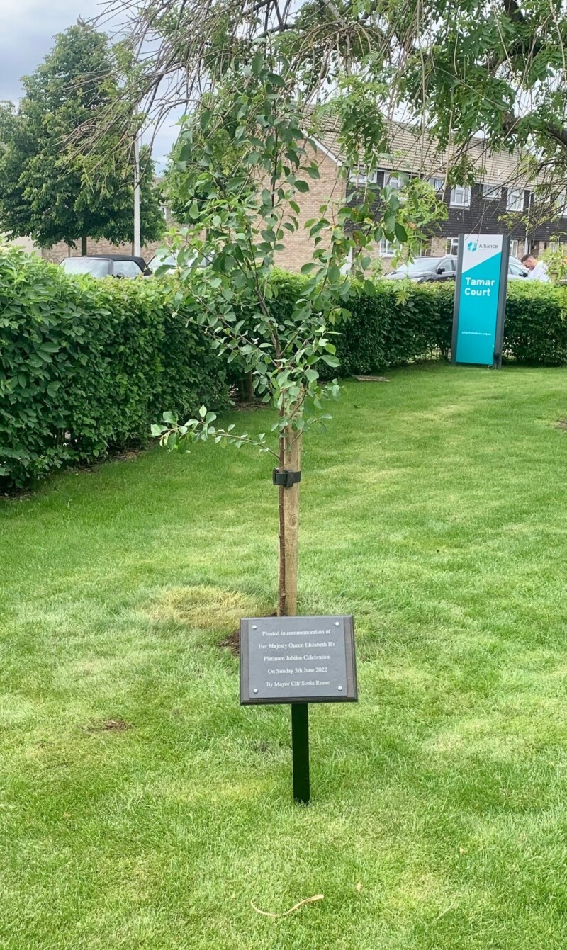 Tree Planting