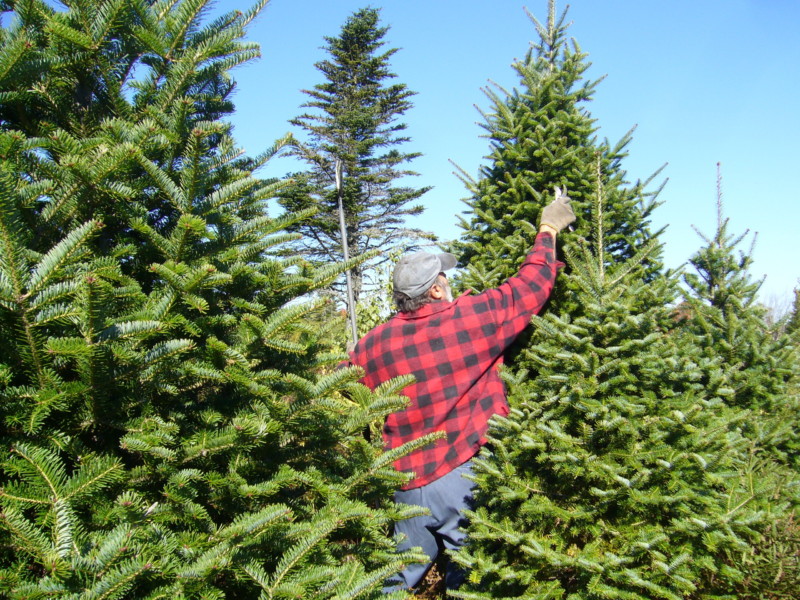 Balsam Fir Christmas Tree Pruning