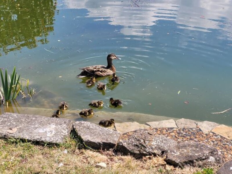 Ducklings 2