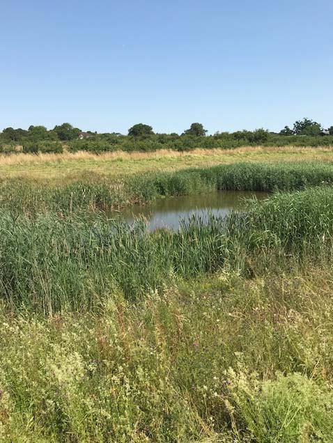 A Typical Attenuation Pond